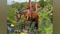Horse Rescue at Cellarhead Bridge Near Burton On Trent — Burton-on-Trent news photo