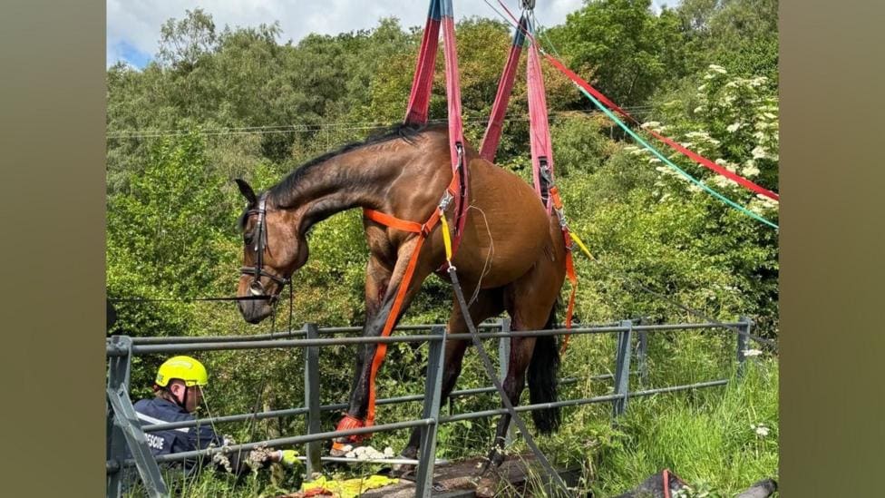 Horse Rescue at Cellarhead Bridge Near Burton On Trent — Burton-on-Trent news photo (BBC Stoke & Staffordshire)